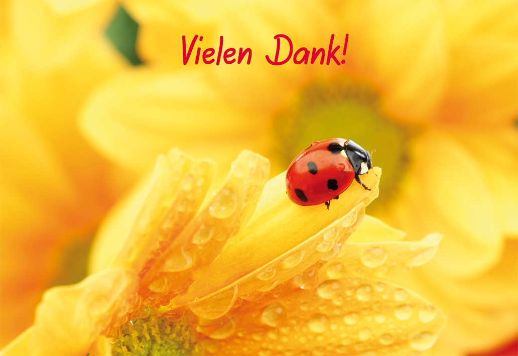 Dankeskarte - Vielen Dank! & Marienkäfer Dankeskarte - Vielen Dank! & Marienkäfer