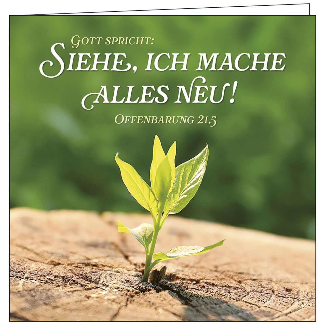 Lichtgruß - Jahreslosung 2026