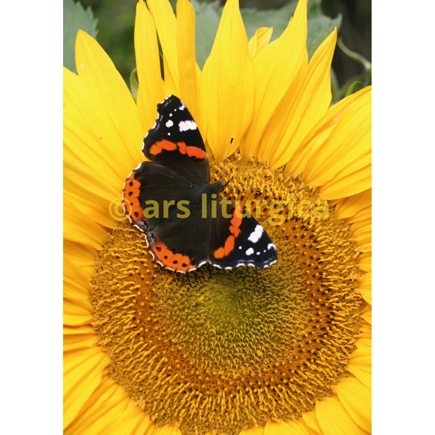 Karte zum Geburtstag - Sonnenblume & Schmetterling