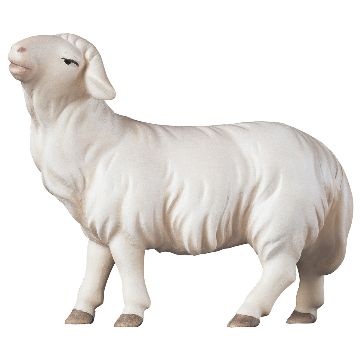 Komet-Krippe - Schaf geradeaus schauend